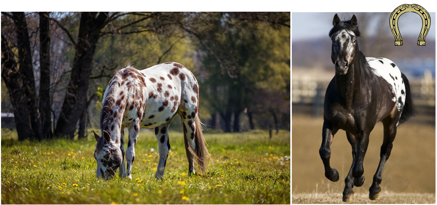 Appaloosa horse