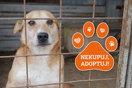 Proč adoptovat pejska z útulku?