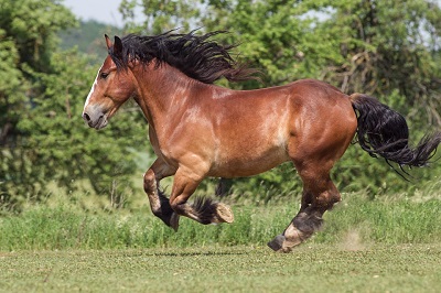 Laminitida aneb schvácení koňských kopyt