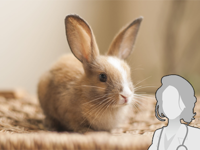 Kastrace PET králíčků